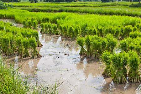 泰国稻田Spropout植物细绳种子主食粮食小路收成生长爬坡幼苗图片