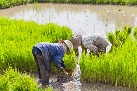 泰国水稻田农民组织劳动农场女士场地工作粮食农村蓝色假期食物图片