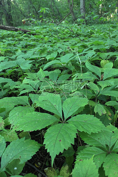 洛克切州公园植物群公园岩石草原场景生态型森林旅行杂草荒野图片