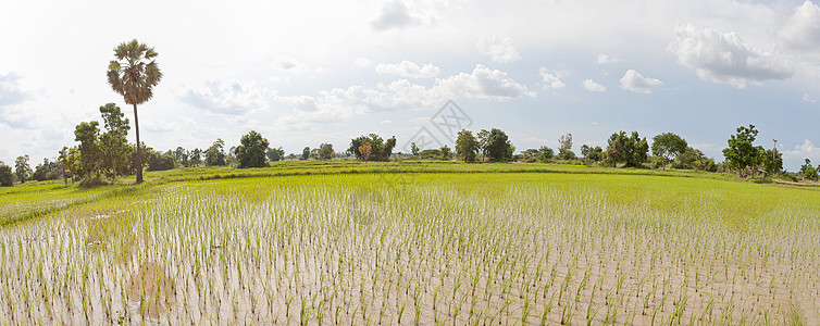 泰国全景大稻田图片