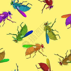 飞行图样天线野生动物昆虫黑色苍蝇生物学插图家蝇白色翅膀图片
