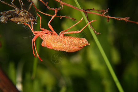 嵌入错误 Coreus 边距动物绿色橙子荒野森林皮肤昆虫学棕色生物学动物学图片