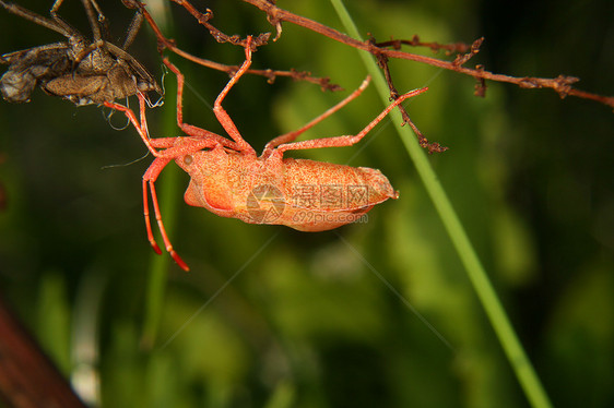 嵌入错误 Coreus 边距动物绿色橙子荒野森林皮肤昆虫学棕色生物学动物学图片