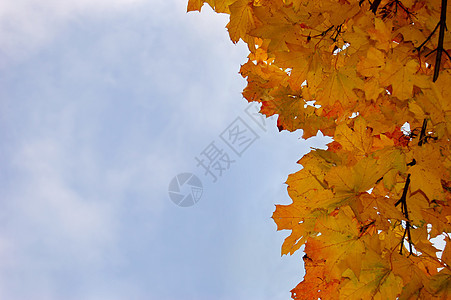 叶叶和蓝天空叶子枫叶蓝色公园红色黄色绿色金子树叶环境图片