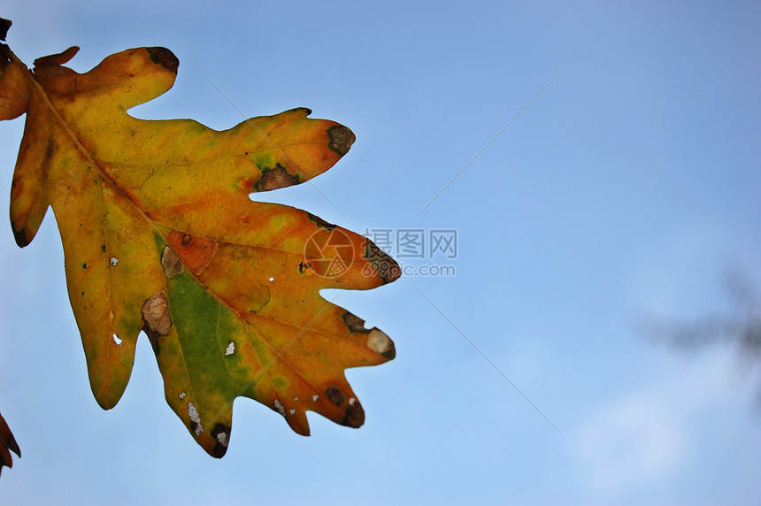 叶叶和蓝天空植物枫叶公园红色黄色季节性叶子森林环境金子图片