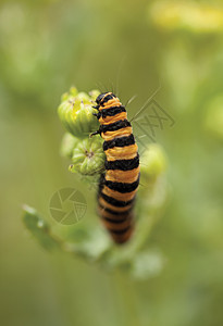 虫动物群幼虫黄色彩虹蝴蝶野生动物生物毛虫爬行植物学图片