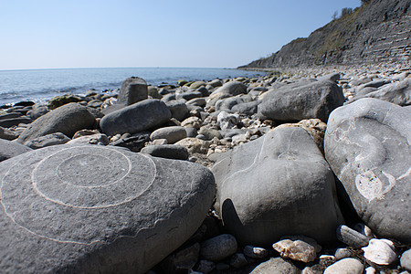 岩石中嵌入的大型亚米诺化石图片