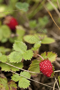 原地野草莓荒野摄影英语水果野生动物宏观夏令绿色农村红色图片