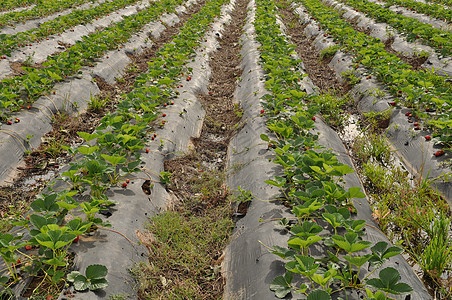 的有机草莓农业场地农场藤蔓商业花园浆果收成水果生产图片