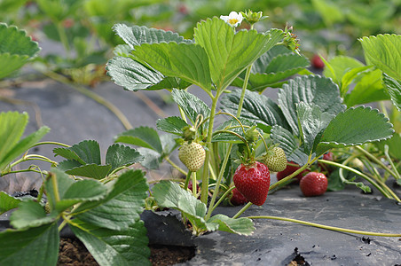 的有机草莓浆果场地水果农场藤蔓农业叶子园艺花园商业图片