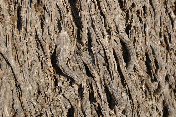 特写棕榈树假期植物晴天墙纸木板热带头发线条椰子旅行图片