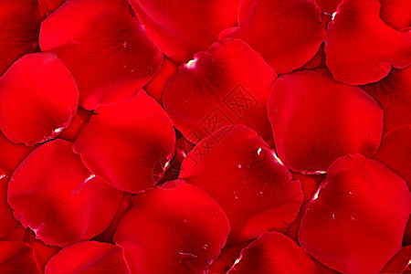 玫瑰花瓣背面深红图片