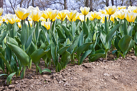 Tulips  雅普根品种叶子植物花瓣公园花园场地栽培植物群阳光边界图片