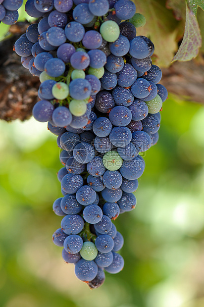 葡萄树上的红葡萄水果浆果国家木头饮料酒精生长葡萄园假期收成图片