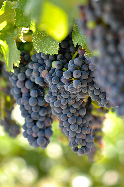 葡萄树上的红葡萄旅行农业饮料食物场地国家酒精植物奢华葡萄园图片
