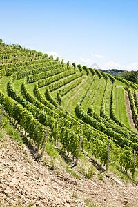 意大利  皮埃蒙特地区 巴贝拉葡萄园酒厂植物季节收成植被农村水果国家爬坡农场图片