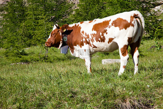 奶牛和意大利阿尔卑斯山岩石高山场地牧场山脉爬坡晴天风景牛奶国家图片