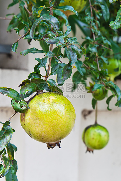 果实上含石榴 树上生青水果植物群红色叶子情调萼片绿色食物异国气候图片