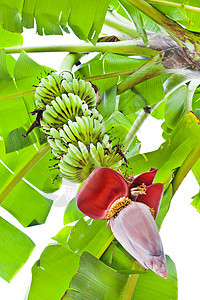 香蕉花 农庄和种植园的一群人太阳气候农场热带甜点生长棕榈绿色植物叶子假期图片