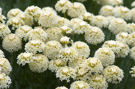 阿基利亚花朵蓍草园艺花园花瓣植物植物群背景图片