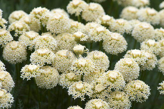 阿基利亚花朵蓍草园艺花园花瓣植物植物群图片