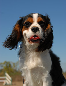 骑兵骑士王查尔斯犬类宠物动物猎犬图片