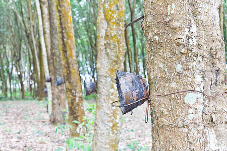 农业 鲁贝尔树流进木碗生产材料乳胶木材资源森林木头松紧带植物种植园图片
