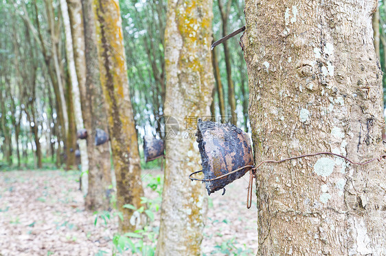 农业 鲁贝尔树流进木碗生产材料乳胶木材资源森林木头松紧带植物种植园图片