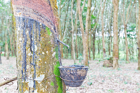 农业 鲁贝尔树流进木碗液体材料生产橡皮松紧带处理木材丛林资源热带图片