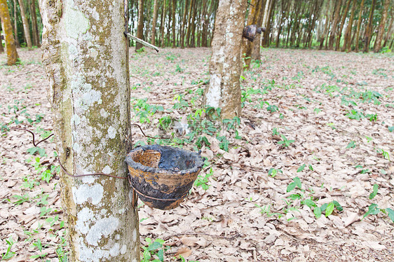 农业 鲁贝尔树流进木碗土地松紧带热带植物材料资源木头林地森林乳胶图片