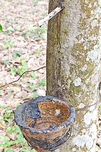 农业 鲁贝尔树流进木碗木头热带松紧带植物丛林木材螺旋乳胶液体森林图片