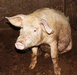 在中国农场里 近身的猪草地耳朵公猪猪肉恶臭好奇心庇护所稻草熏肉哺乳动物图片