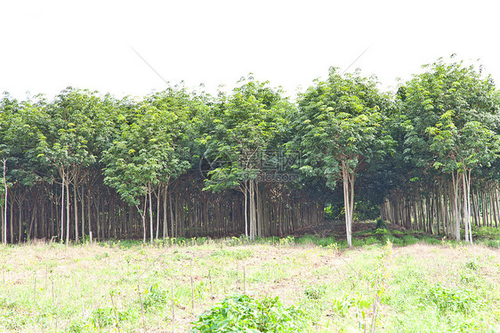 农业 橡胶树和植物生长土地林业松紧带处理木头林地生产森林材料热带图片