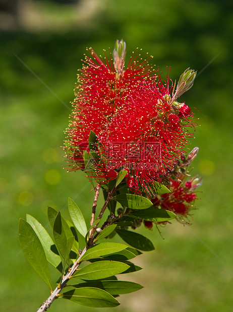 瓶刷花花植物叶子异国灌木美丽花园植物群情调热带荒野图片