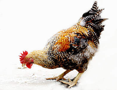 动物家禽食物黎明土鸡公鸡图片