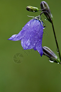 紫花朵紫色水滴花粉花束植物群植物绿色花瓣花园宏观图片