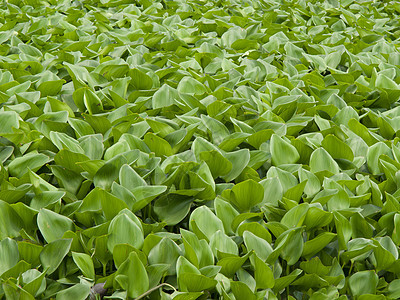 Hyacinth覆盖一个池塘植物学荒野季节花园荷花异国冥想树叶卡片环境图片