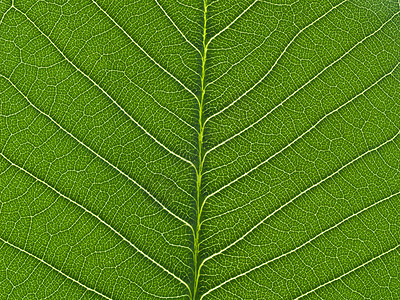 绿叶纹理植物群植物学生长生态植物生活绿色叶子静脉宏观图片