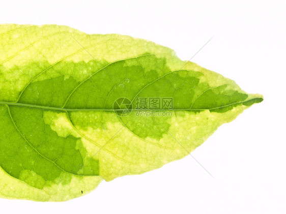 绿叶纹理生活植物群宏观植物学生态绿色生长静脉植物叶子图片