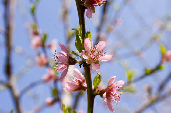 桃花花植物群树叶叶子花园水果绿色雌蕊花瓣粉色花朵图片