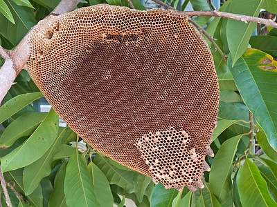 蜜网蜂蜡梳子荒野蜂窝药品昆虫养蜂人金子权威组织图片