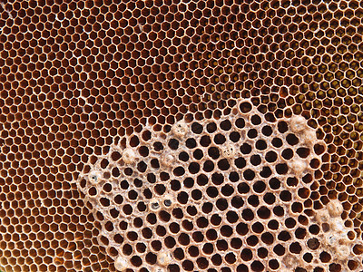 蜜网蜜蜂细胞养蜂场六边形卫生蜂窝荒野保健金子蜂巢图片