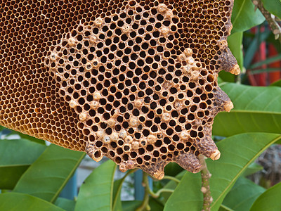 蜂窝养蜂人六边形蜂蜜养蜂场蜜蜂食物荒野保健多边形药品图片