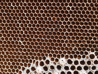 蜜网蜂蜜蜂蜡宏观昆虫梳子卫生细胞药品多边形养蜂人图片
