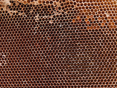 蜜网蜂蜡蜂窝荒野蜂蜜养蜂人花粉宏观蜂巢六边形昆虫图片