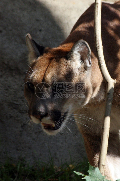 照片来自波特兰州俄勒冈动物园森林树木阳光公园动物叶子岩石动物园图片