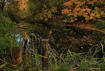 秋天在湖边红色蓝色树木棕色芦苇黄色橙子狐狸绿色图片