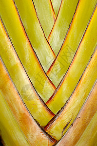 棕榈叶植物折叠蓝色绿色扇子热带线条棕榈艺术图片