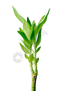 绿竹生长白色绿色植物幼苗小枝发芽宏观活力环境背景图片