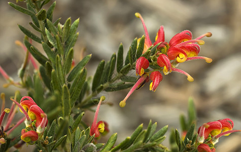 明春花 格丽维拉·格蕾薇拉图片